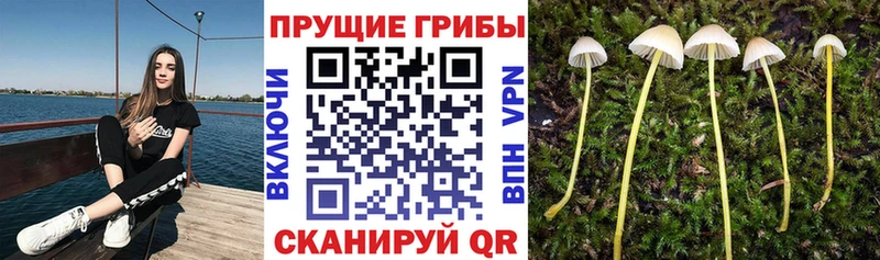 Галлюциногенные грибы Cubensis  Пугачёв 